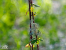 Branch - Gałąź